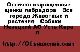 Отлично выращенные щенки лабрадора - Все города Животные и растения » Собаки   . Ненецкий АО,Усть-Кара п.